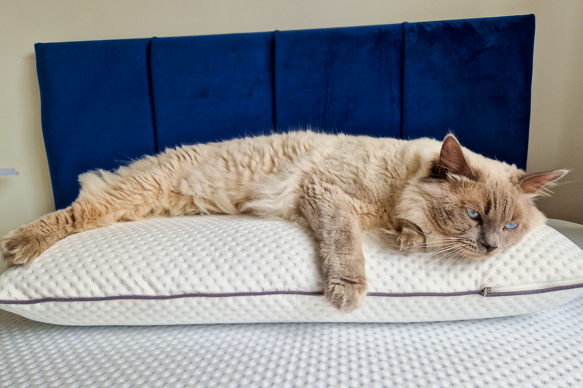 test oreiller emma original